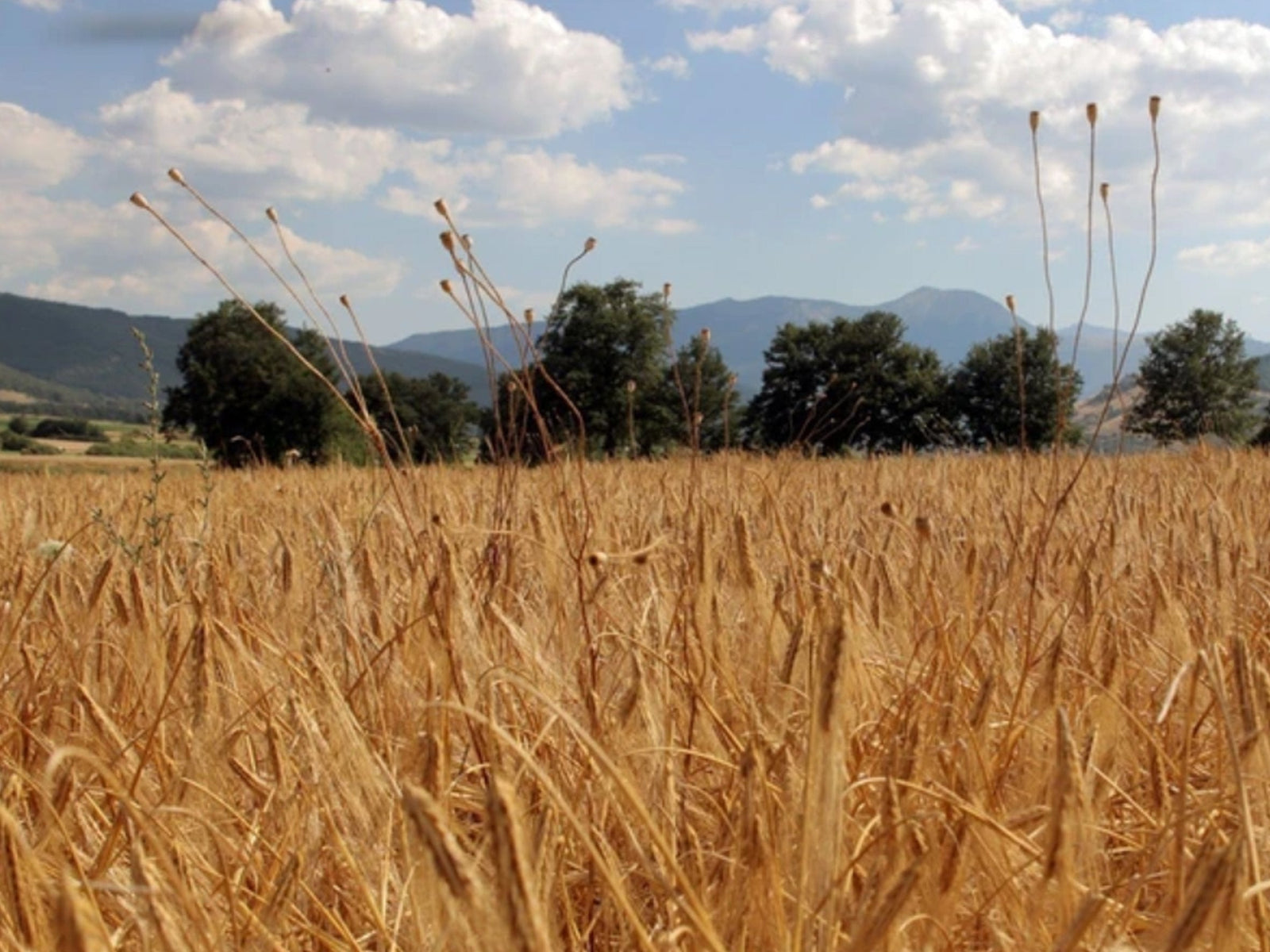Sentinelle Slow Food