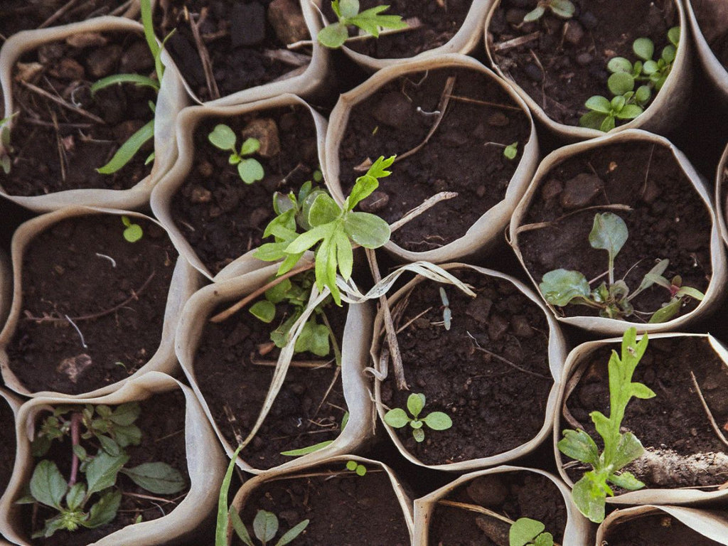 Pour le Green Friday, la Beauté Durable donne en retour