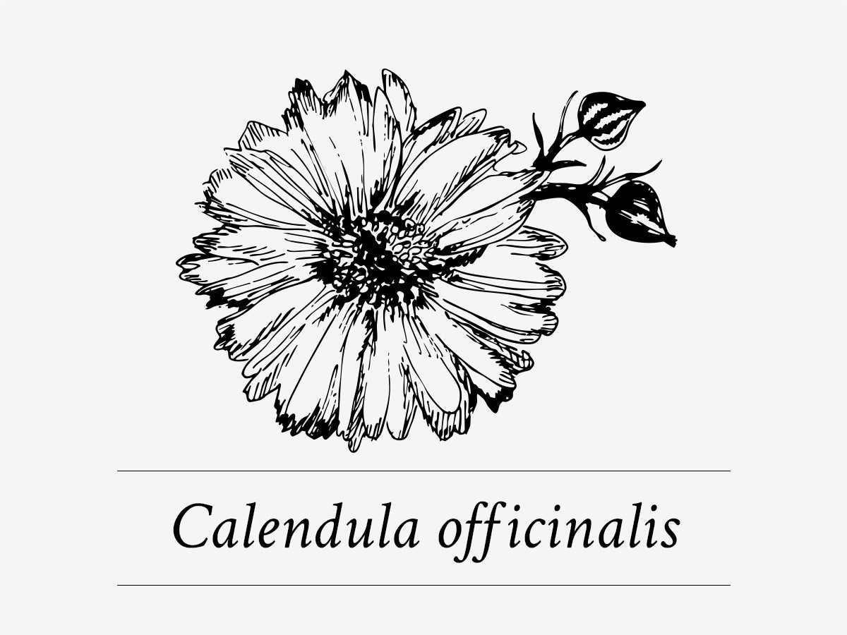 Davines-75690-WE-STAND-for-regeneration-butter-Calendula